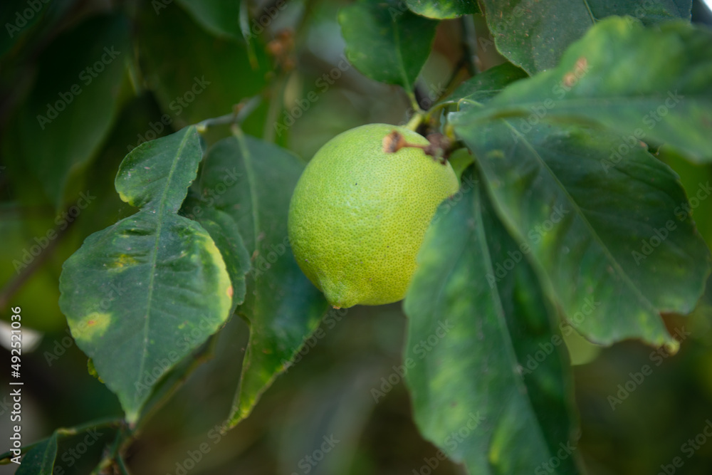 lemon Tree