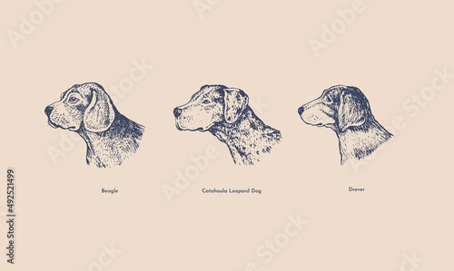 Hand drawing heads of hunting dogs on a light isolated background. Dog breeds: Beagle, Catahoula leopard, Drever in engraving style. Pets. Vector retro illustration.