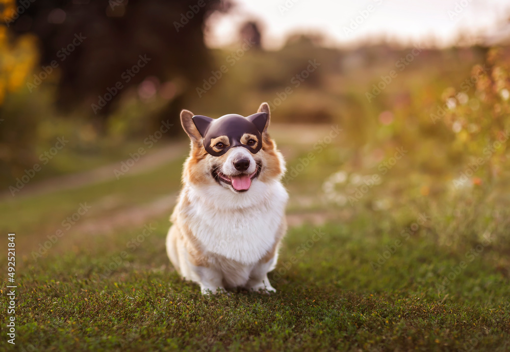  corgi dog in a black superhero cat mask is sitting in a spring garden