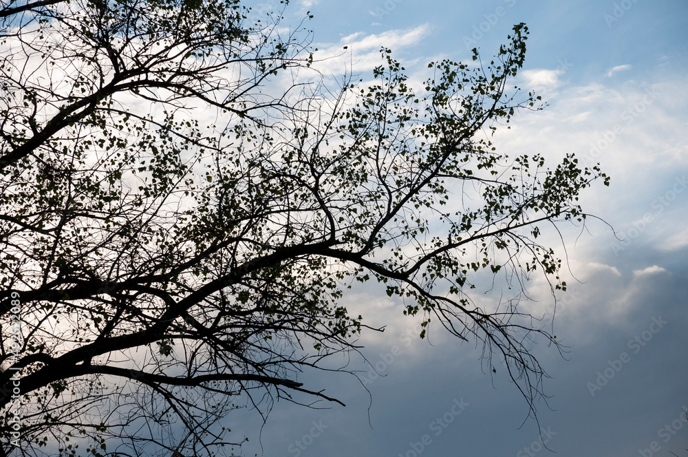Silhouette of the aspen tree with black leaves on the background of light blue sky. Warm autumn Silhouette of the aspen tree with black leaves on the background of light blue sky. Warm autumn