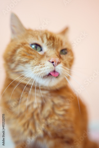 Lovely old cat looking somewhere and showing its tongue. Selective soft focus. © Vladimir Arndt