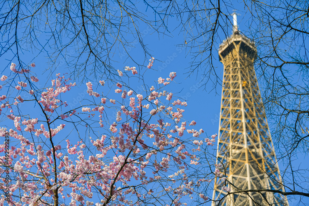 Spring in Paris, France. Beautiful view with the blossom spring flowers on a tree at the bottom of the Eiffel Tower landmark.