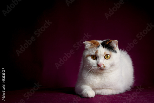 Scottish fold cat sitting on purple background. Tabby cat with yellow eyes on sofa in house. Calico cat in studio.