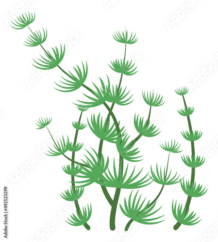 Nitella seaweed. Green algae. Aquatic flora symbol