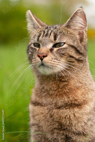 Cat is sitting in a meadow, spring and summer season, domestic animal, portrait © Berit Kessler
