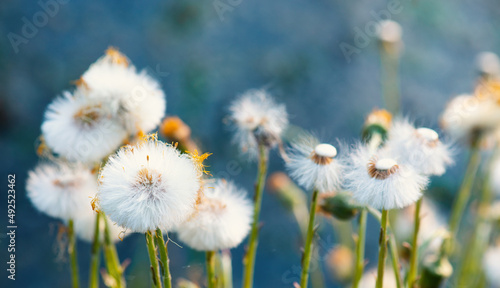 Dandelion blossoms in the spring and summer season, floral web banner, meadow with flowers, blue sky, countryside 