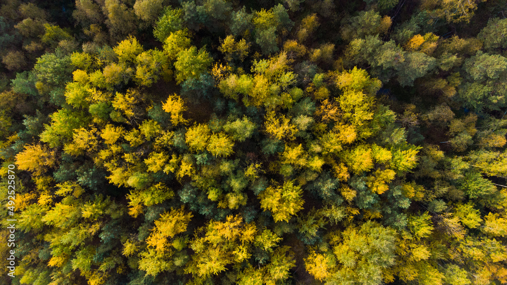 Fototapeta premium September forest outside the city