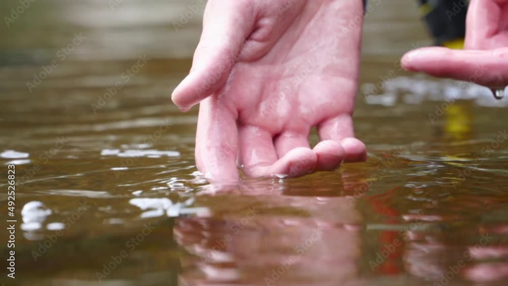 Close-up, beautiful Brown Trout is released into cold river water Close-up, beautiful Brown Trout is released into cold river water