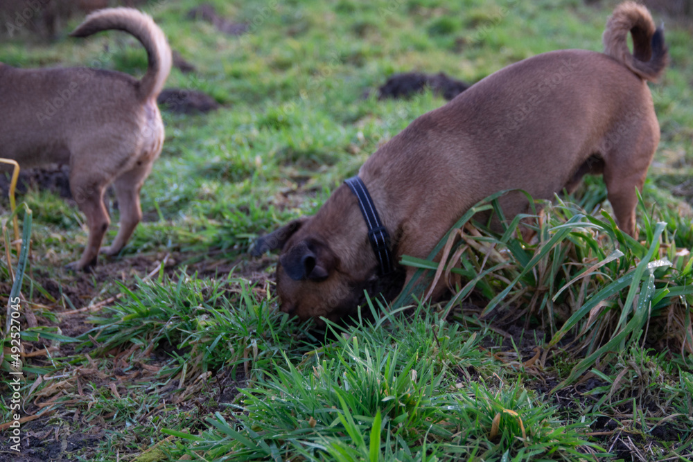 chihuahua puppy on grass