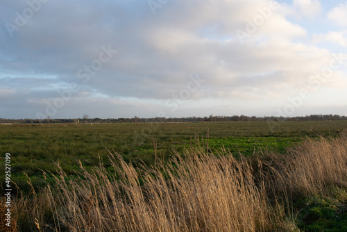 grass and sky