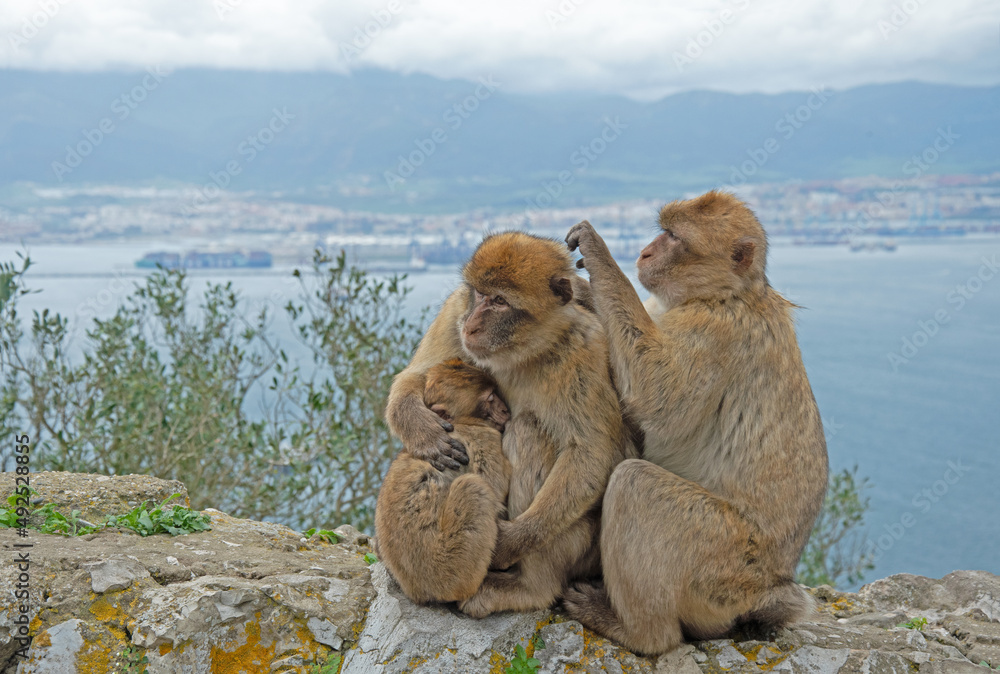 Naklejka premium Berberaffen