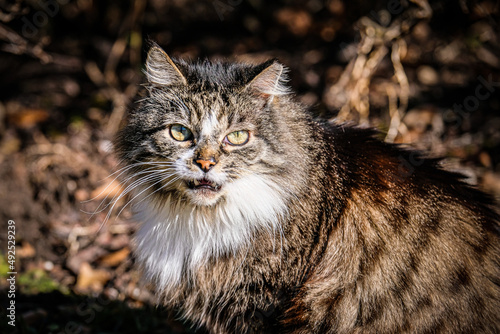 An angry spotted cat snorts and looks into the camera. Selective focus