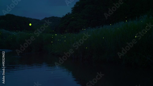 High-sensitivity video recording of many fireflies dancing wildly.
Fixed Camera Shooting photo
