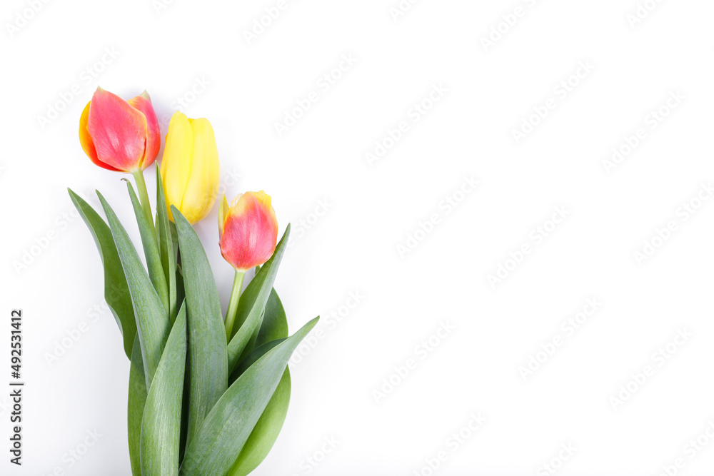 Beautiful, multicolor, spring tulips on white background. Copy space for a text Beautiful, multicolor, spring tulips on white background. Copy space for a text
