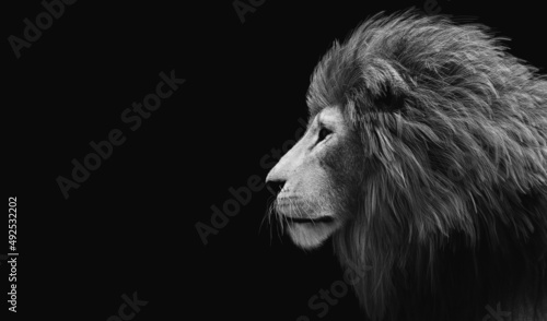 Lion portrait on black