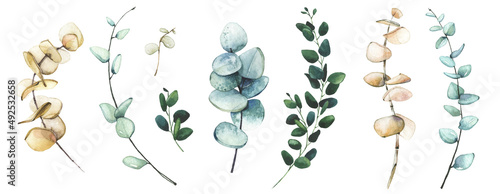 Watercolor hand painted set of blue and beige eucalyptus branches. Vector isolated floral illustration collection.