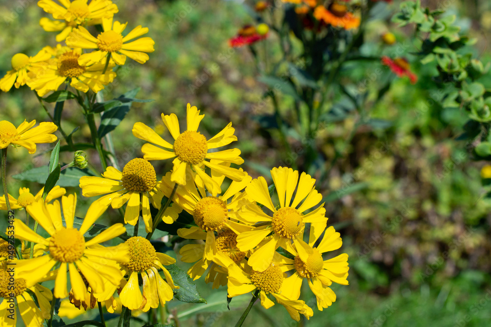 Helenium autumnale Goldrausch blossom yellow autumn flower, wild bloom Minnesota Helenium autumnale Goldrausch blossom yellow autumn flower, wild bloom Minnesota