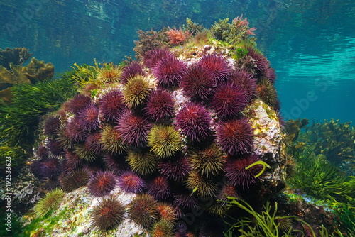 Group of sea urchins underwater ( purple sea urchin  Paracentrotus lividus), eastern Atlantic Ocean, Spain, Galicia photo