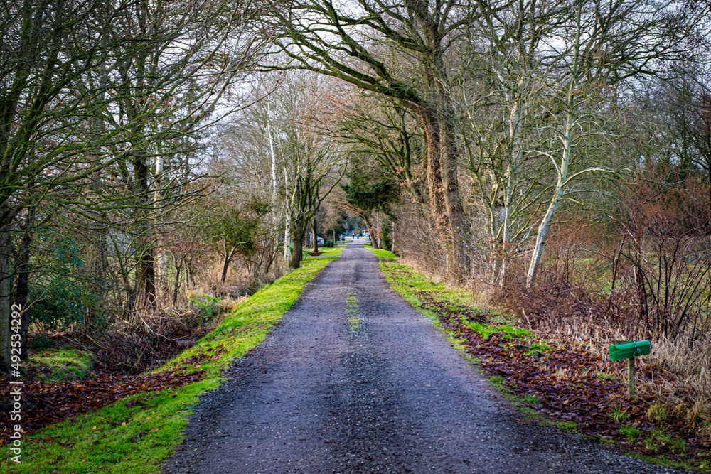 Fototapeta premium path in the woods