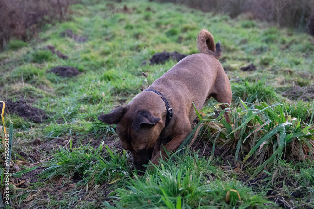 © Bertigrafie - dog on grass © Bertigrafie - dog on grass