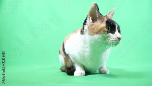 周りを見る三毛猫
