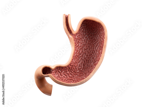 Anatomically accurate realistic 3d illustration of human internal organ - stomach with inside view cut section isolated on white background photo
