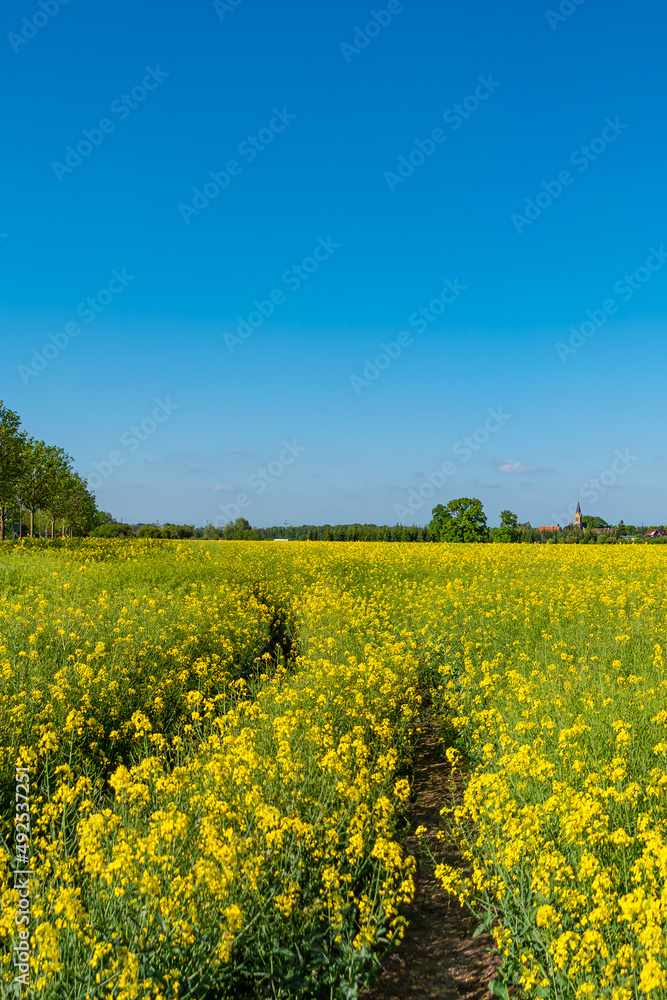Cover page with beautiful farm landscape with yellow rapeseed at blossom field and lonely track in Germany, at Spring and blue sunny sky.