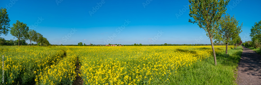 Panoramic view over beautiful farm landscape with yellow rapeseed at blossom field and lonely road in Germany, at Spring and blue sunny sky. Panoramic view over beautiful farm landscape with yellow rapeseed at blossom field and lonely road in Germany, at Spring and blue sunny sky.