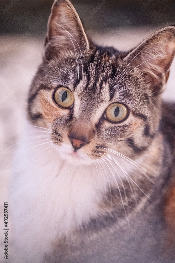 chat regardant avec des grands yeux chat regardant avec des grands yeux