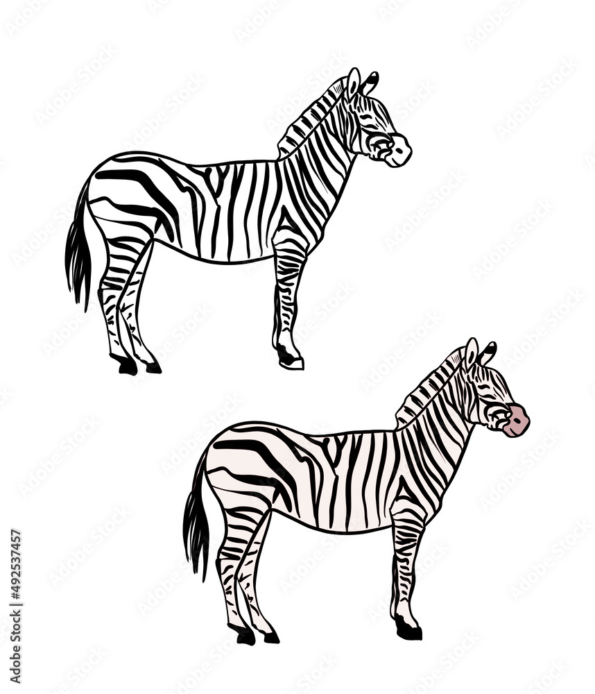 Illustration for a coloring book in color and black and white. Drawing of a zebra on a white isolated background. High quality illustration