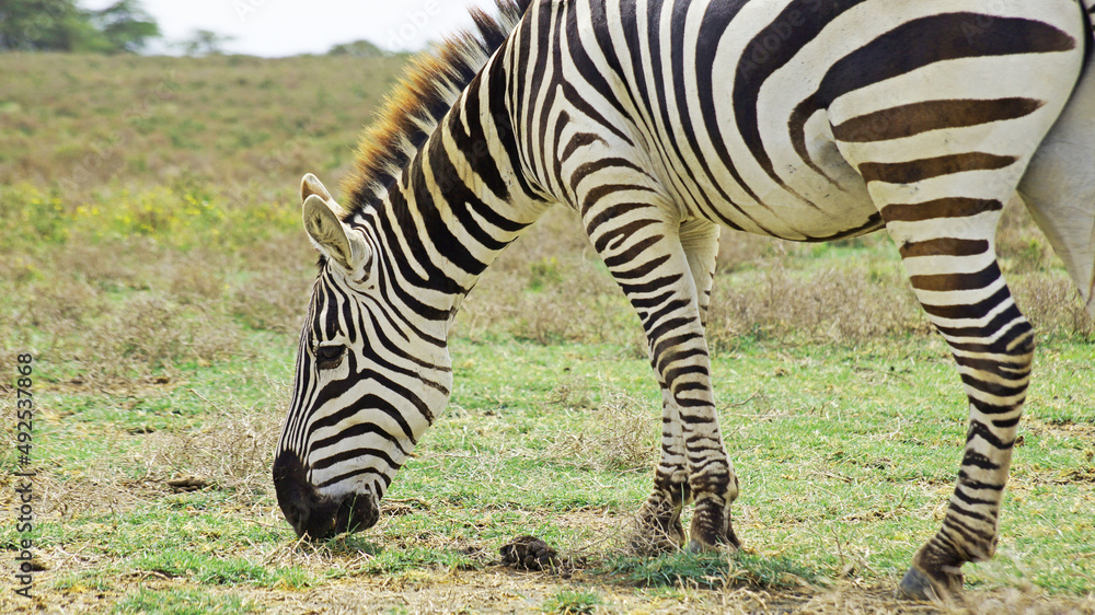 Zebra in the middle of the African savannah. A zebra is roaming in a national park in Kenya.
Zebra in the middle of the African savannah. A zebra is roaming in a national park in Kenya.