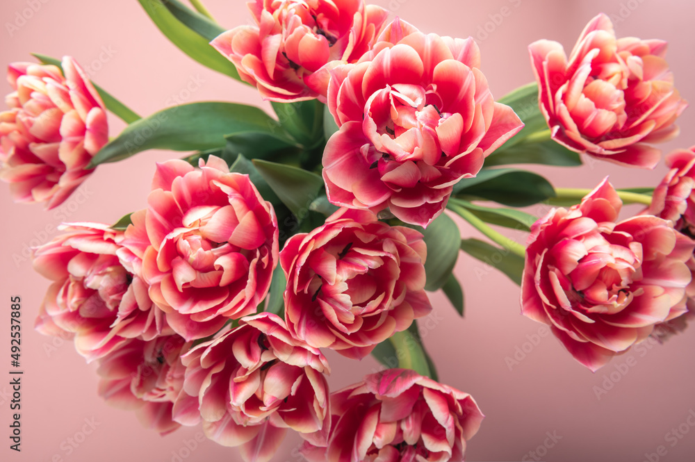 Fototapeta premium Beautiful Bunch of Colorful ParrotTulips in the Vase on pink background, spring holiday concept, copy space