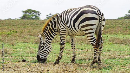 Zebra in the middle of the African savannah. A zebra is roaming in a national park in Kenya.  