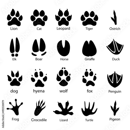 Various traces of cloven hoofed animals ostrich elk pengiun frog crocodile lizard turtle pigeon vector