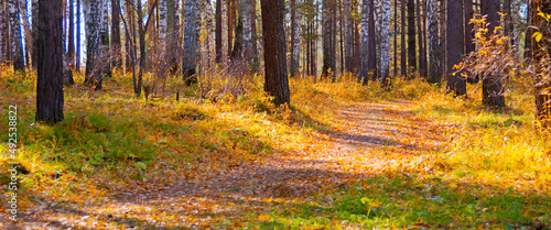 hiking path in wild autumn forest, tourism concept