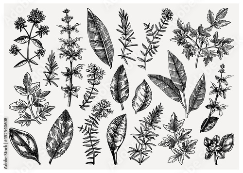 Vector collection of typical herbs and spices leaves. Hand-sketched kitchen herbal plants illustration. Aromatic food cooking ingredients collection. Hand-drawn herbs for Italian cuisine