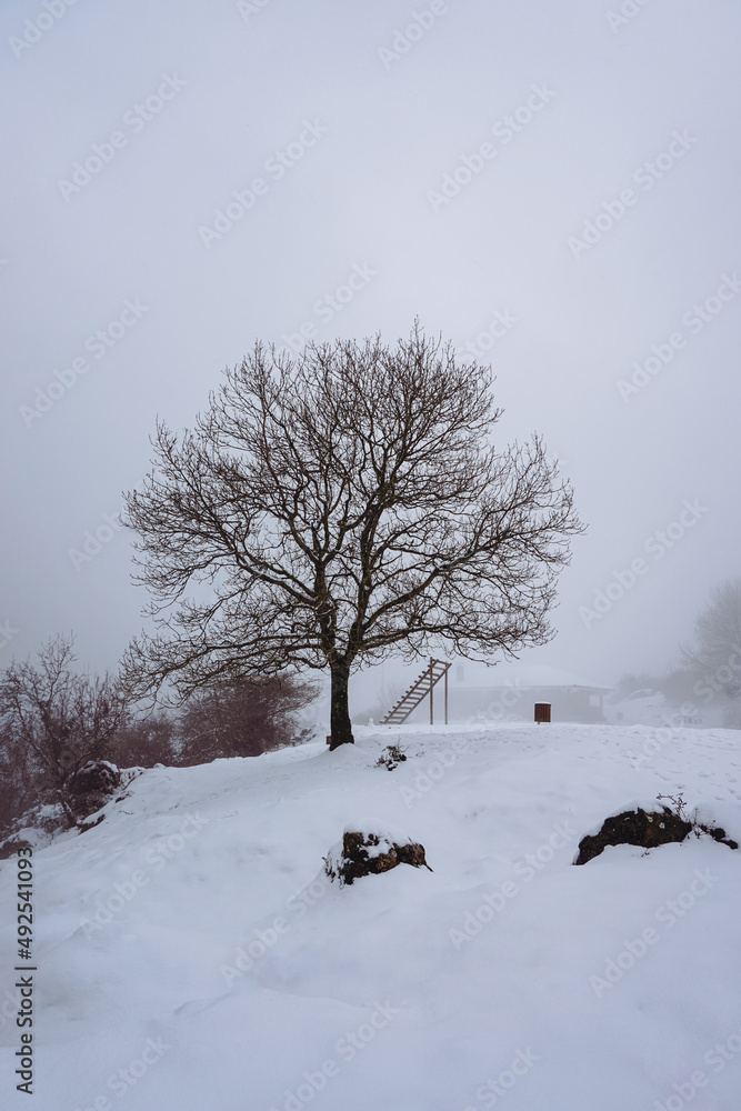 tree with snow in the mountain in winter season tree with snow in the mountain in winter season