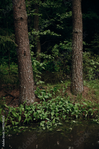 Wallpaper Mural Young lilies of the valley grow in a forest clearing. Spring  Torontodigital.ca