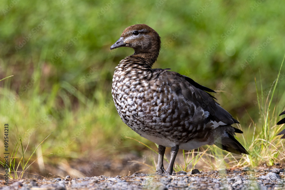 Australian Wood or Maned Duck in Queensland Australia Australian Wood or Maned Duck in Queensland Australia