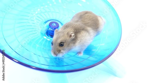 お皿型のおもちゃで遊ぶハムスター