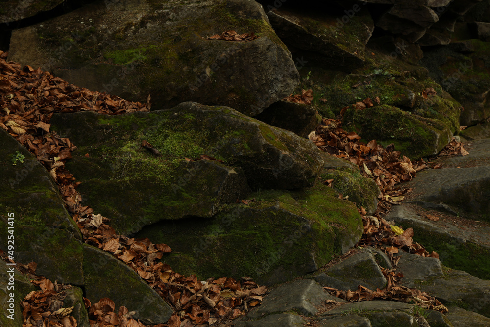 Stones with moss and leaves in autumn day