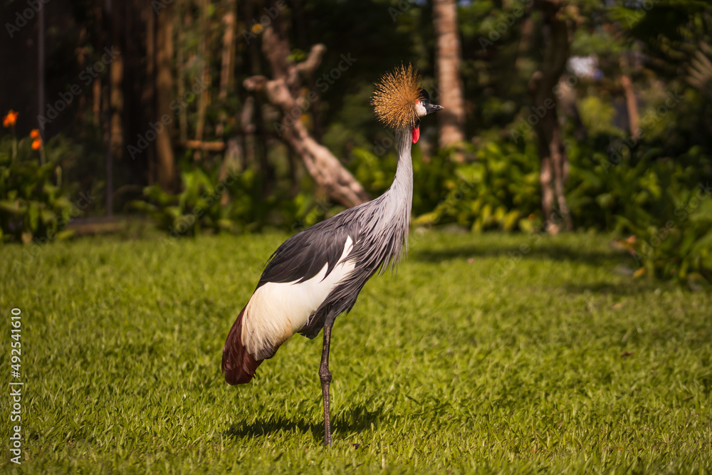 Fototapeta premium Grey crowned crane. Tropical bird park. Nature and environment concept. Beautiful bird walking on green grass. Sunny day. Horizontal layout. Copy space. Bali