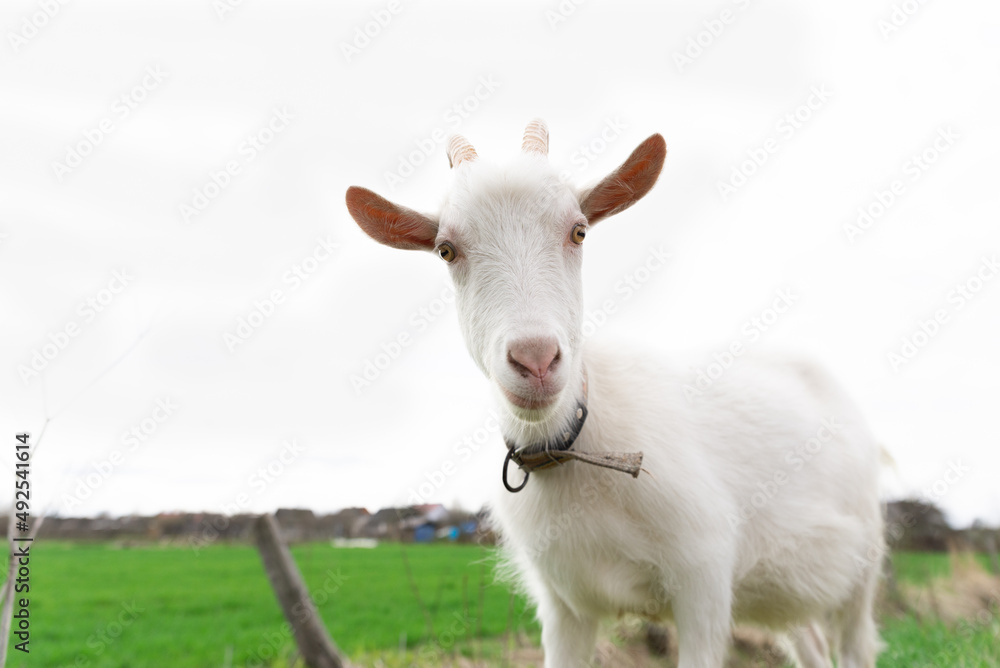 Look of a white goat in a meadow in spring