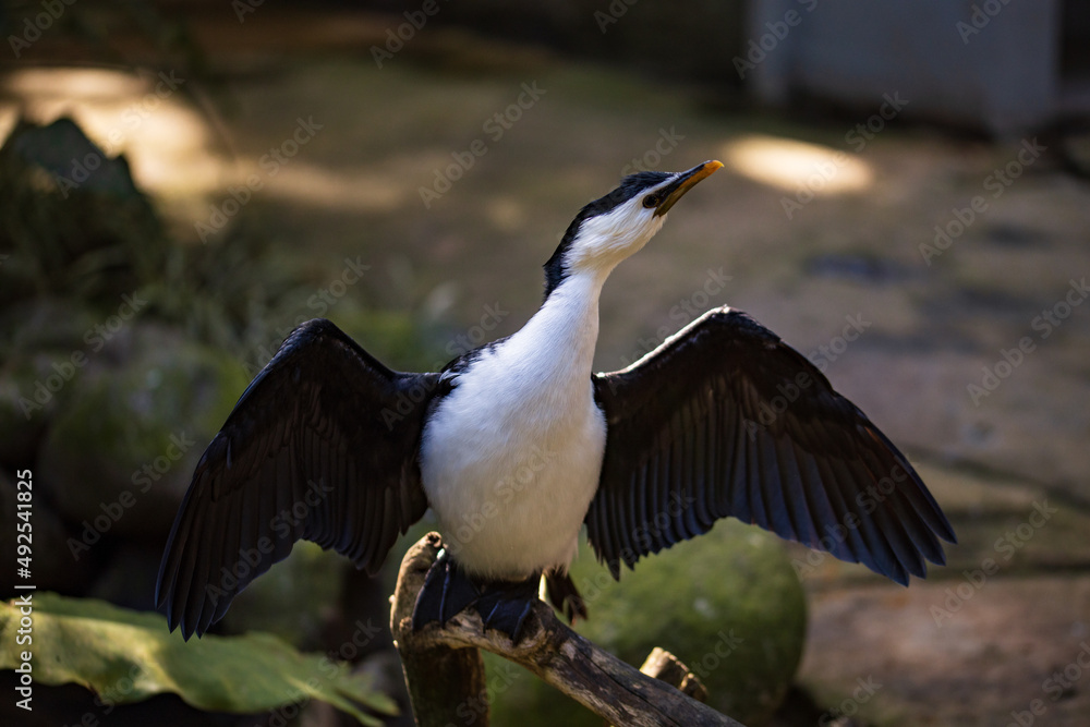 Naklejka premium Waterfowl, black white bird spreading its wings. Tropical bird park. Nature and environment concept. Horizontal layout. Copy space. Bali