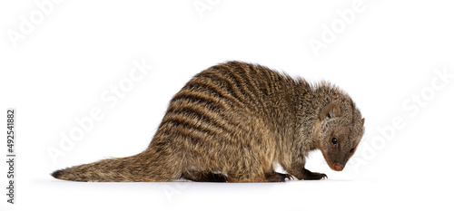 Schilderij op canvas Adult Banded Mongoose aka Mongus Muno, sitting side ways