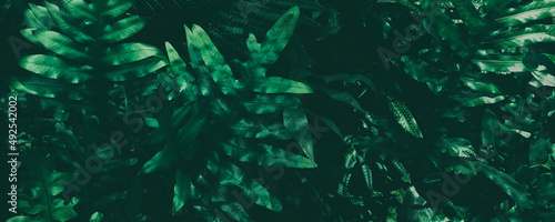 green fern leaf, dark nature background