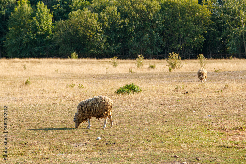 Obraz premium Beautiful rams graze on the farm
