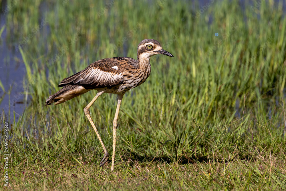 Bush Stone Curlew or Thick Knee in Queensland Australia