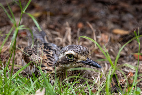 Bush Stone Curlew or Thick Knee in Queensland Australia