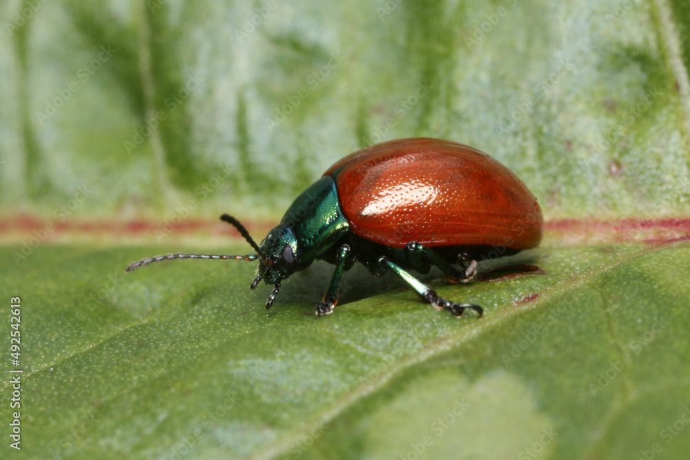 Chrysolina grossa high magnification profile view Chrysolina grossa high magnification profile view
